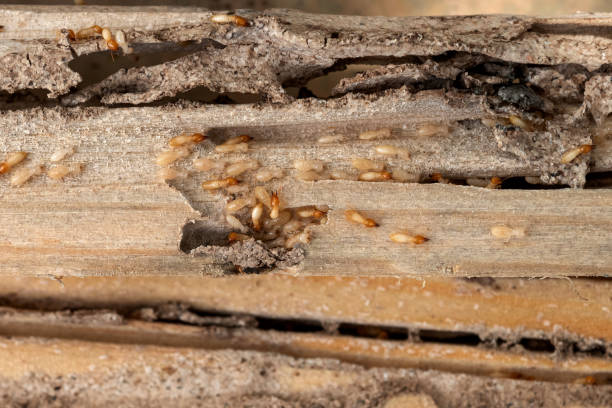 Lomita, CA Pest Control Company